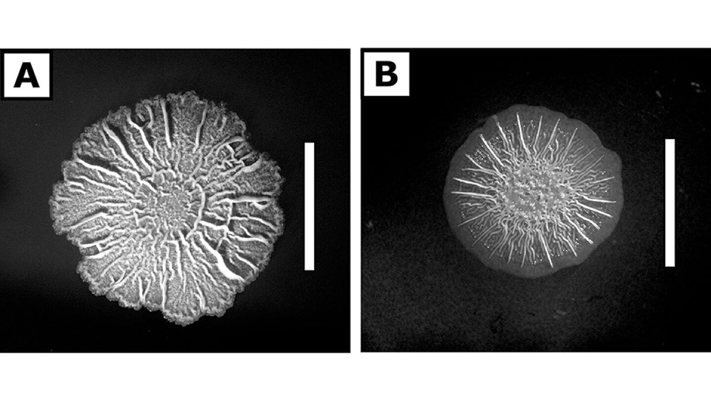Ironing out the details: what causes a biofilm to wrinkle?