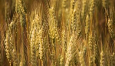 Embrapa and CIMMYT Strengthen Global Partnership on Wheat