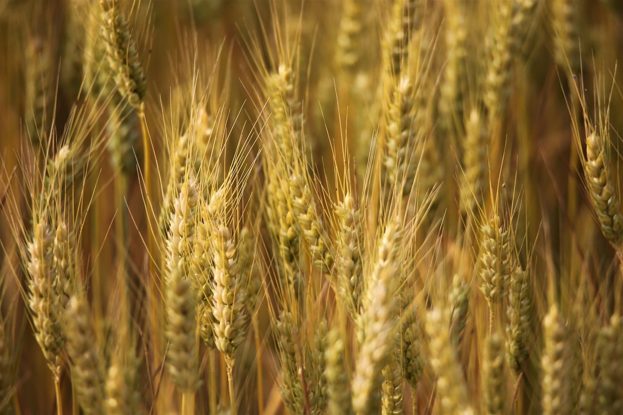 Embrapa and CIMMYT Strengthen Global Partnership on Wheat