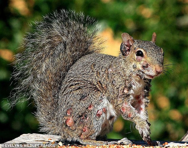 Squirrel fibromatosis is caused by a virus that cannot be transmitted to people or other animals