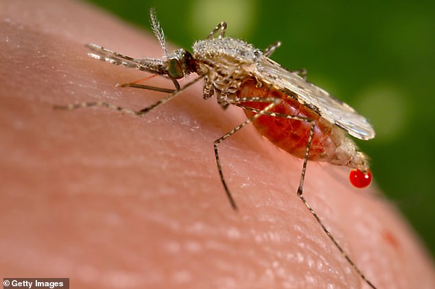 Disease-carrying mosquitoes cannot transmit deer warts, squirrel fibromatosis, or cottontail rabbit papilloma virus, but they can infect humans with other illnesses