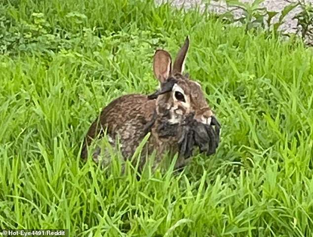 A Reddit user recently posted images of a rabbit in Shope papilloma virus in Saint Paul, Minnesota in late July