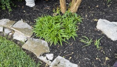 A homeowner nearly had a deadly encounter with a rattlesnake in their backyard after the five-foot snake had expertly camouflaged itself in plain sight