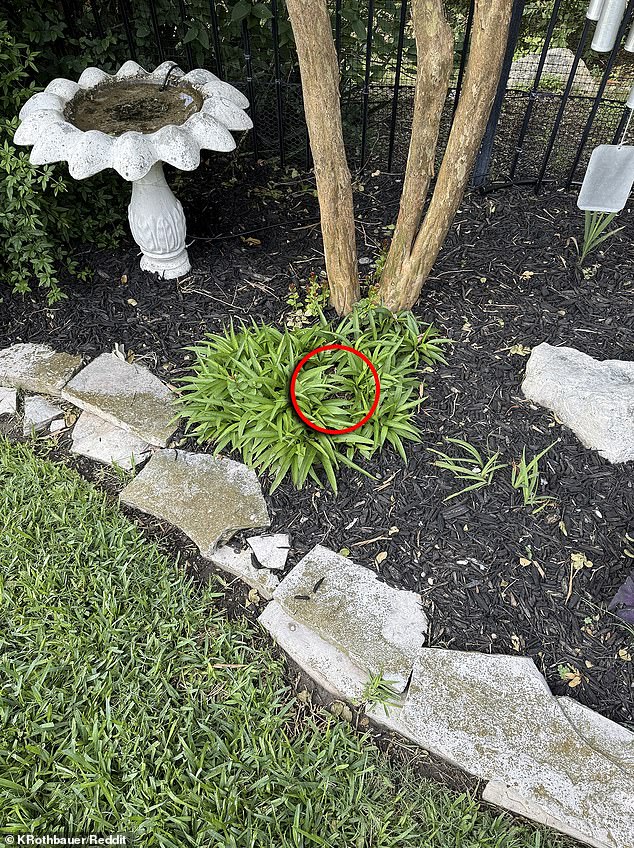 So, did you spot it? If you look closely in the green plant, coiled up in the center is a rattlesnake