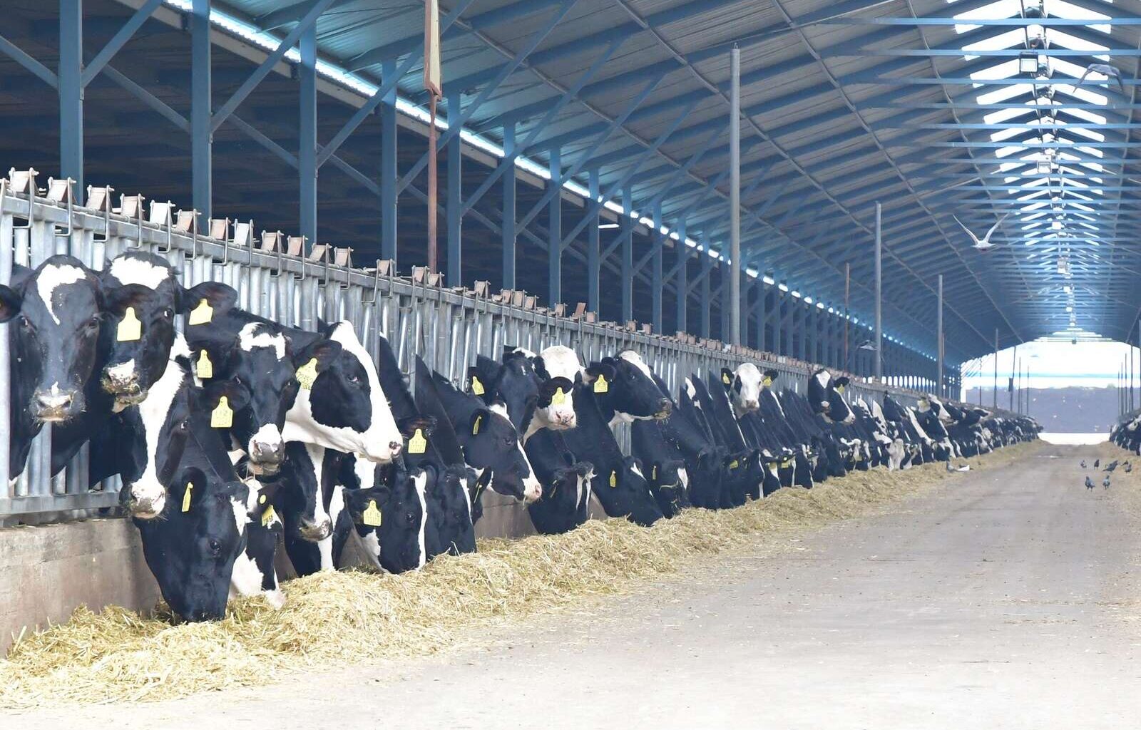China reopens door to Aussie genetics