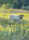 'Feral' Cow Never Let Anyone Touch Her Until She Made Her First Friend 