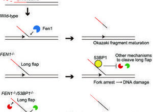 Scientists uncover new way in which cells tolerate anticancer drugs