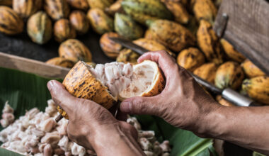 Mars counts on genetic engineering to make cocoa resilient to global warming