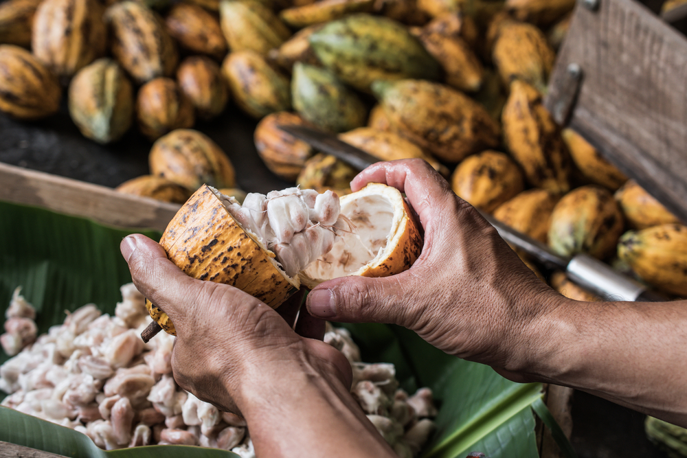 Mars counts on genetic engineering to make cocoa resilient to global warming