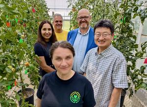BTI, Meiogenix and FFAR announce $2 million breakthrough tomato genetics collaboration