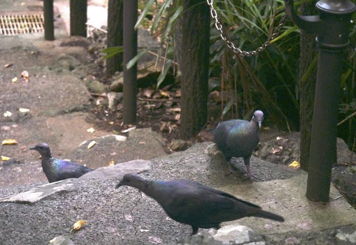Back from the brink of extinction
