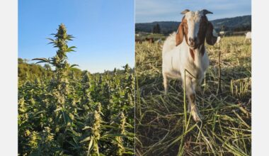 Goats in the fields, clones in the nursery