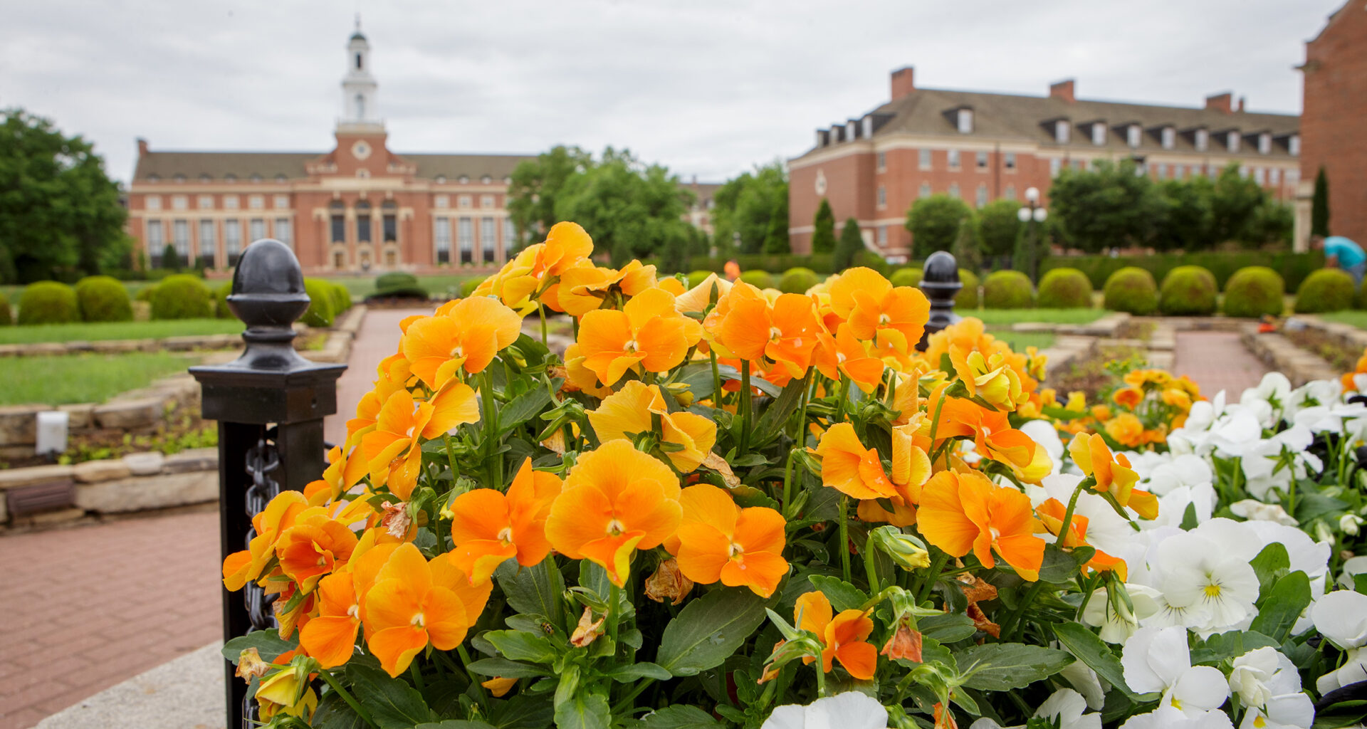 Orange and white flowers outside the OSU library.