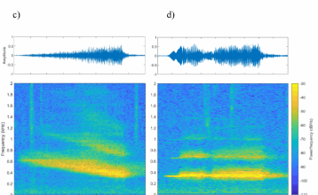Leopard seal song patterns have similar predictability to nursery rhymes
