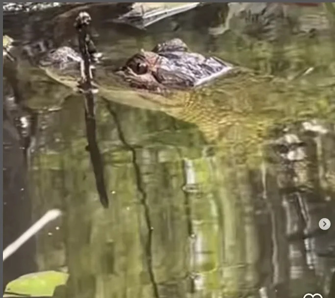 A small alligator was sighted swimming in Magnolia Lake in Bristol Township Thursday afternoon. Bristol Township police have contacted the Wildlife and Game Commission and urges caution if in the area.