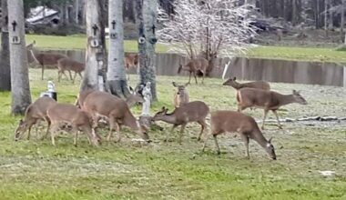 Here's how Louisiana deer hunters can help feed whitetails | Louisiana Outdoors