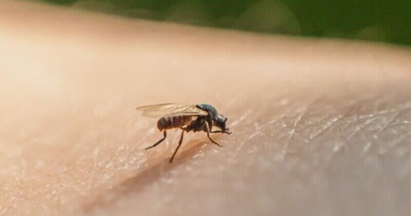 Guyana lone Caribbean country to record Oropouche virus | News