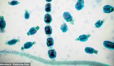 Thousands of Californians have been struck down by incurable fungus on the West Coast dubbed 'new American epidemic'
