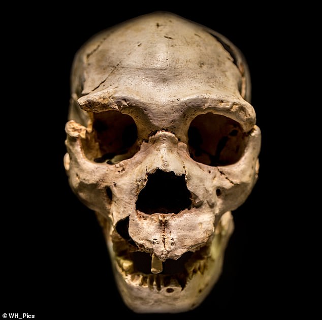 Fossil evidence suggests species such as Homo erectus and Homo heidelbergensis lived in Africa and other regions during the period of Group A and Group B. Pictured, the most complete skull of an Homo heidelbergensis ever found