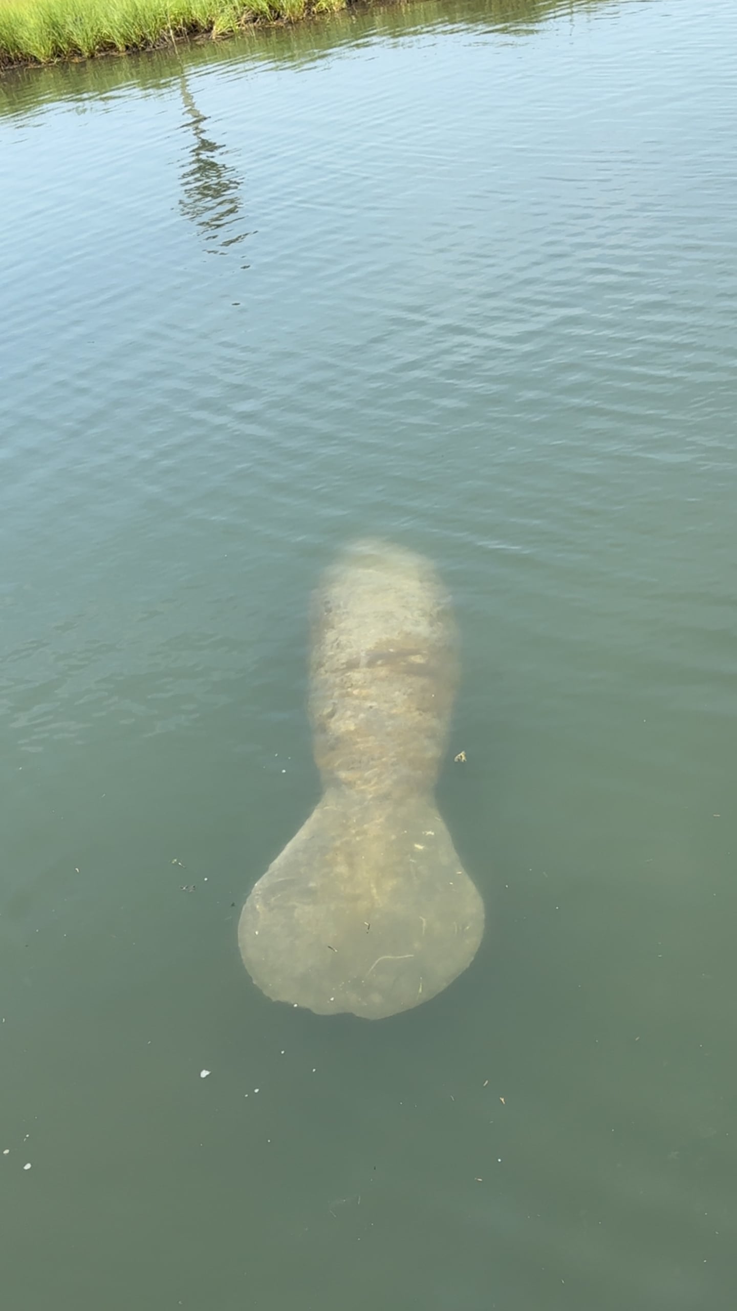 Stephen Petrucci, of Walpole, saw a manatee off the dock of his summer home in Mashpee on July 26. Experts say the manatee will have to be found and taken to Florida.