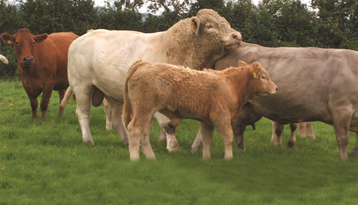 Fatal accidents involving livestock rise 7% nationwide