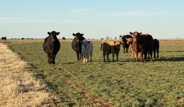 Cowherd Expansion is Not the Only Way to Capitalize on a Strong Calf Market