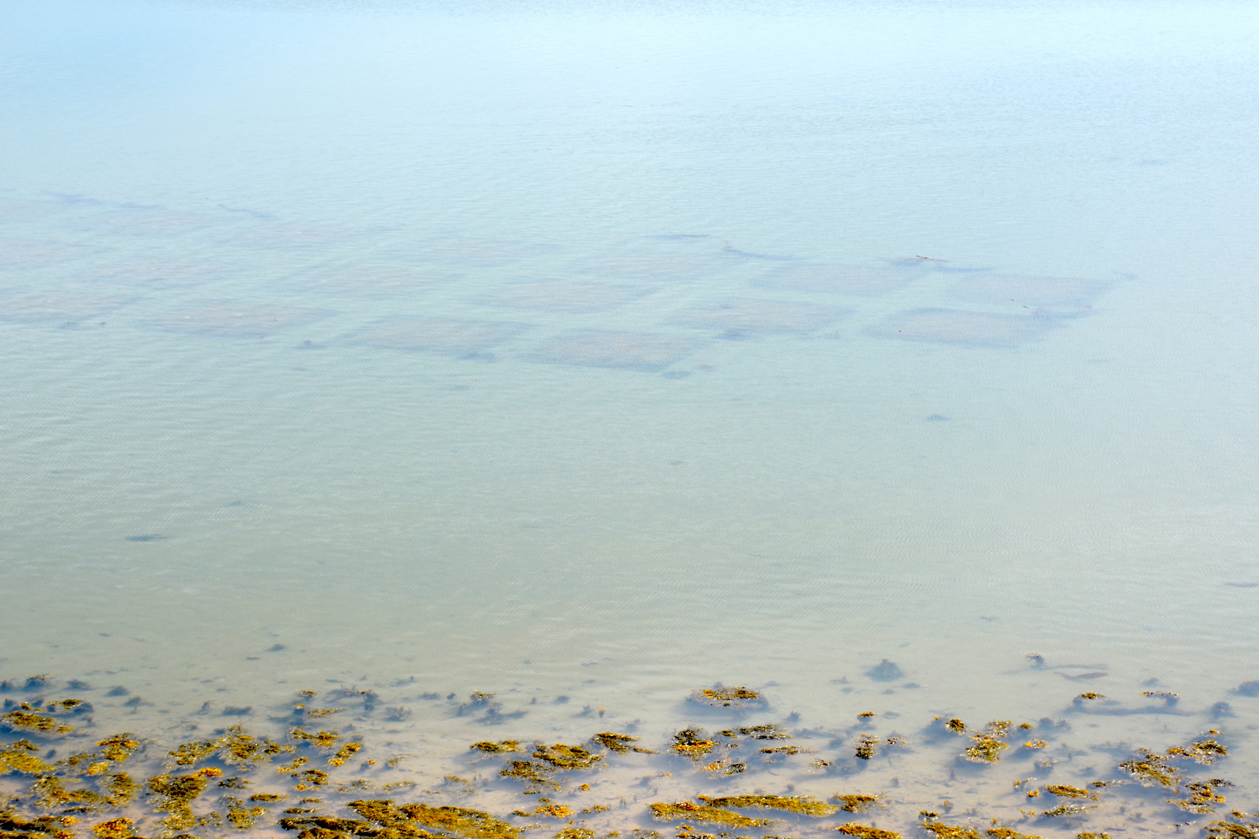 The Passamaquoddy tribe started a clam garden in 2022 to try to replace the lost wild clam populations that used to be a major tribal food source. Credit: Sydney Cromwell/Inside Climate News