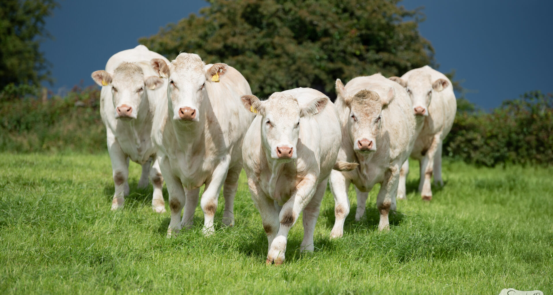 AJ's Herd Sale & Open Day to showcase Charolais genetics in Roscommon