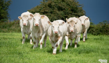 AJ's Herd Sale & Open Day to showcase Charolais genetics in Roscommon