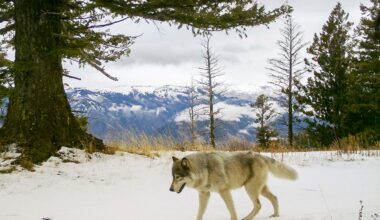 USDA uses AC/DC, Scarlett Johansson movie scene to scare away wolves