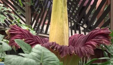 United States Botanic Garden “Corpse Flower” Blooms