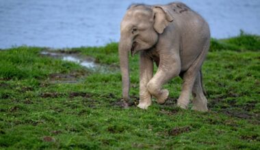 Elephant