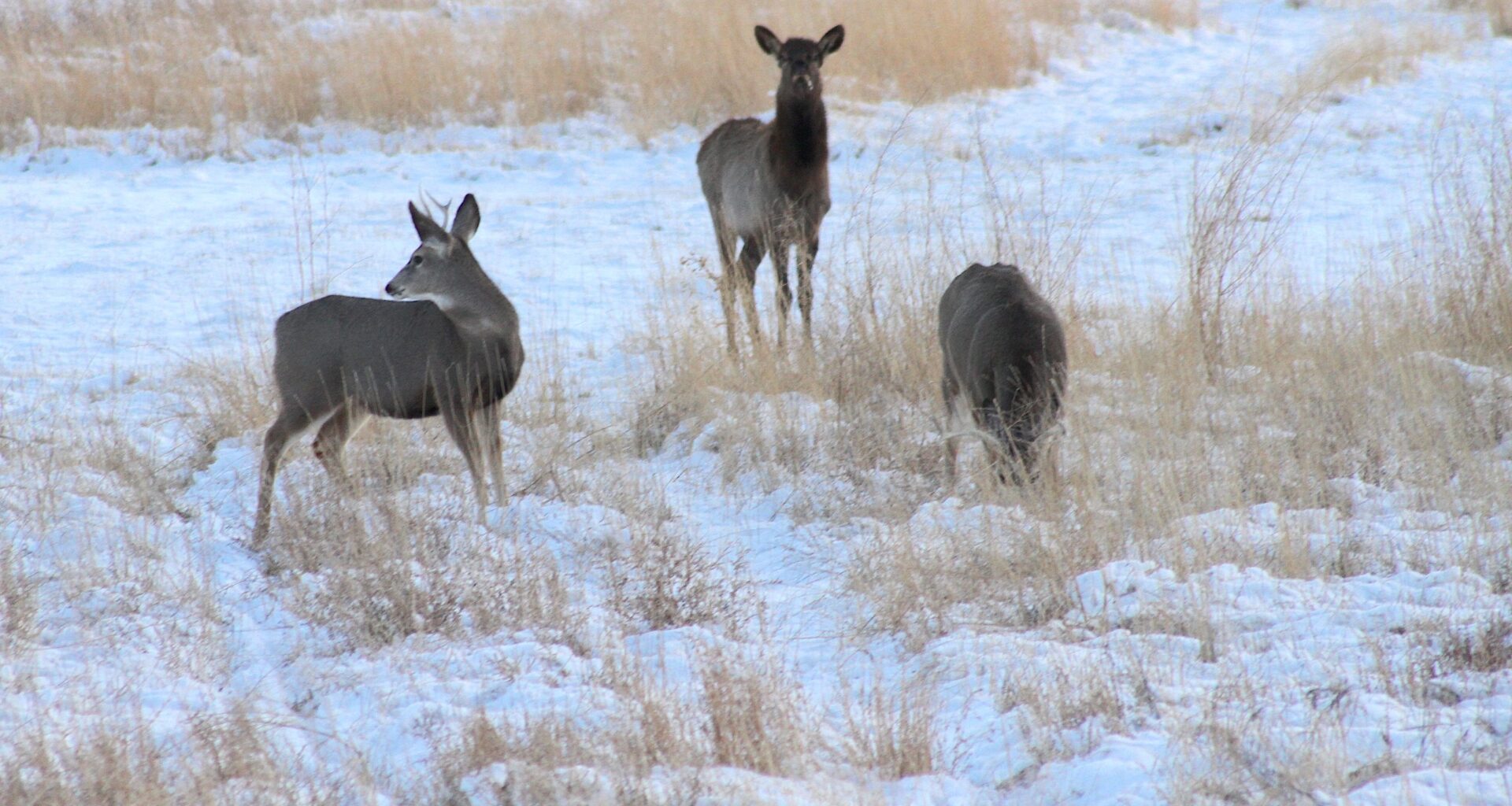 Five Wyoming elk herds have remained relatively unknown and uncounted — until now