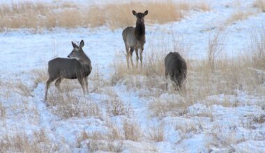 Five Wyoming elk herds have remained relatively unknown and uncounted — until now