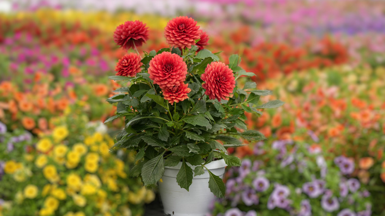 Danziger’s Award-Winning Genetics Capture Industry and Consumer Attention