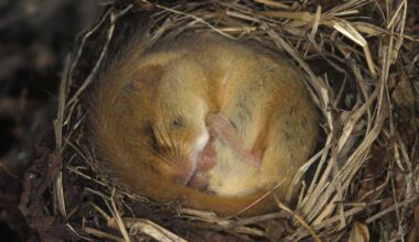 Unlocking the genetic ‘control switches’ of hibernation