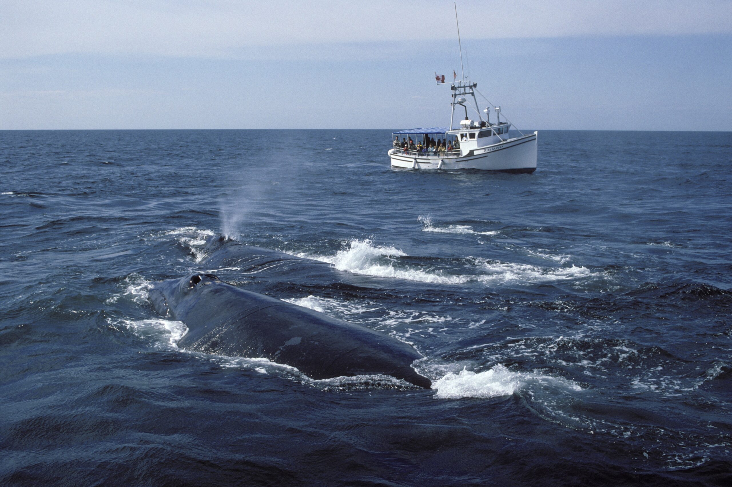 People observe North Atlantic right whales from a boat in Canada’s Bay of Fundy. Credit: Francois Gohier/VW Pics/Universal Images Group via Getty Images