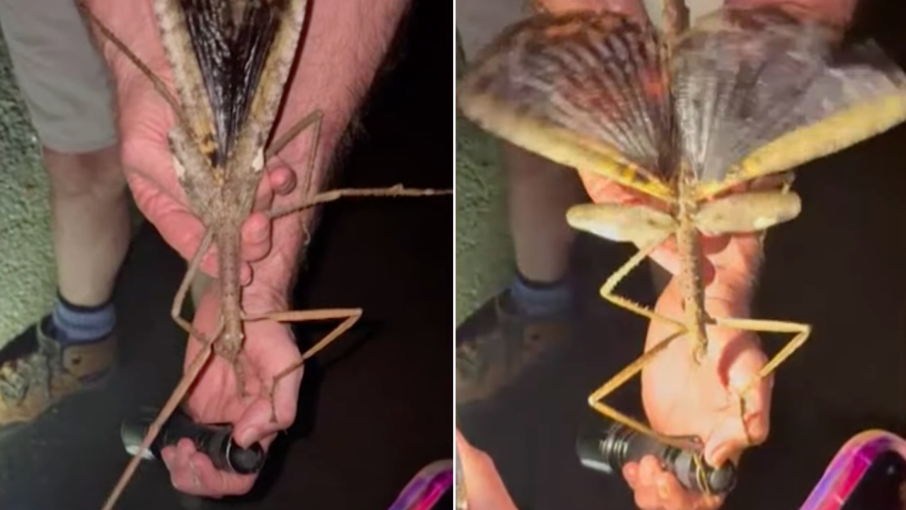 A Spectacular Giant Stick Insect Discovered in the Rainforests of North Queensland, Australia