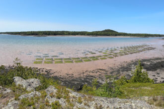The community clam garden at Sipayik started with 250,000 clam seedlings in 2022 and now has 1.25 million clams growing in its plots. Credit: Courtesy of Erik Francis