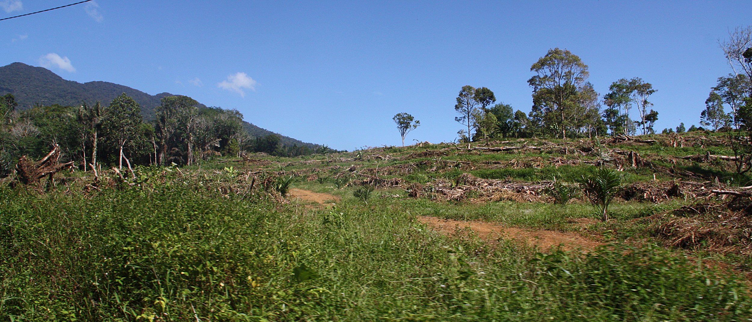 A recently cleared patch of forest at the edge of the Batang Toru ecosystem in North Sumatra, home to the critically endangered Tapanuli orangutan. Credit: Nicholas Kusnetz/Inside Climate News