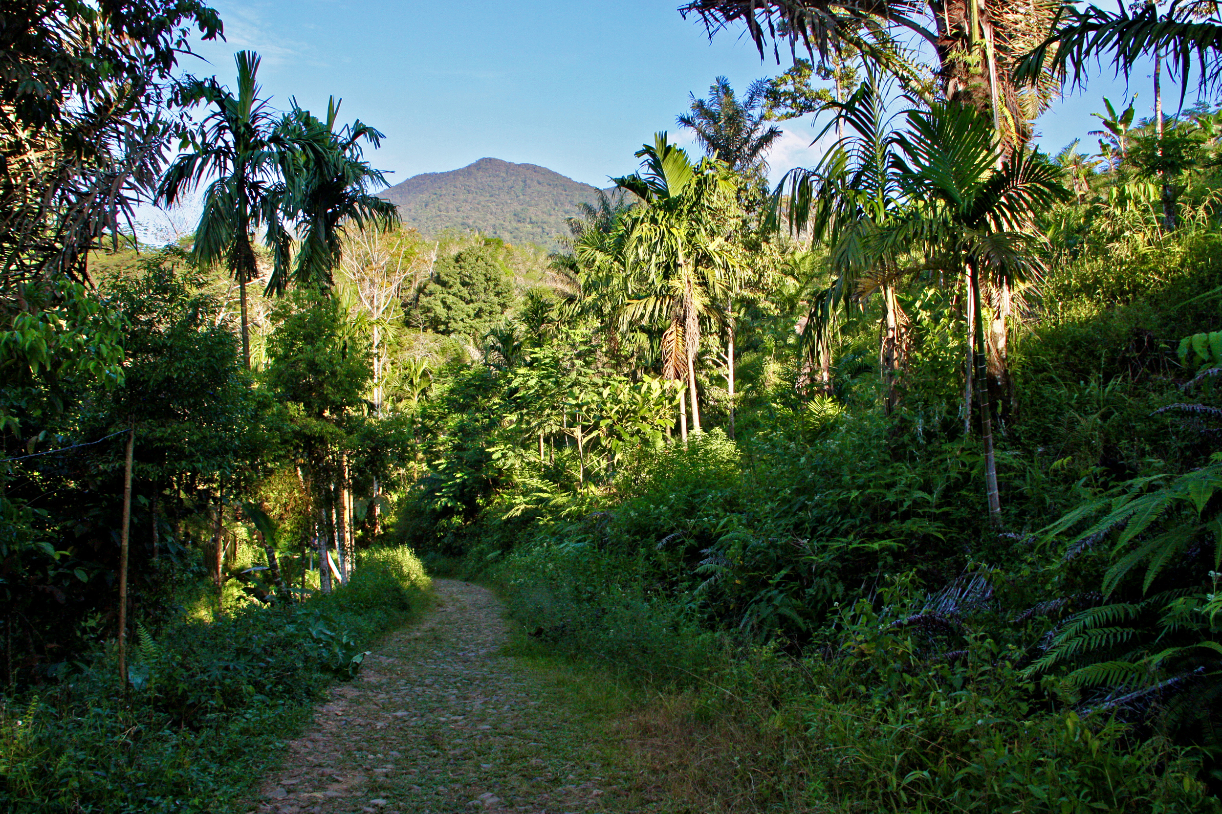 The Lubuk Raya mountain is one of the last refuges of the Tapanuli orangutan. Credit: Nicholas Kusnetz/Inside Climate News