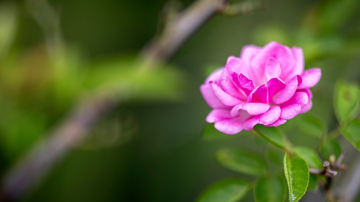 The rose that survived Hurricane Katrina—and now blooms across the country