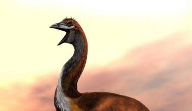 Meet The Elephant Bird — The Feathered Beast That Weighed As Much As A Dairy Cow