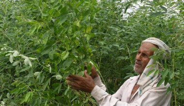 Breakthrough in pigeon pea research: New gene fights destructive disease