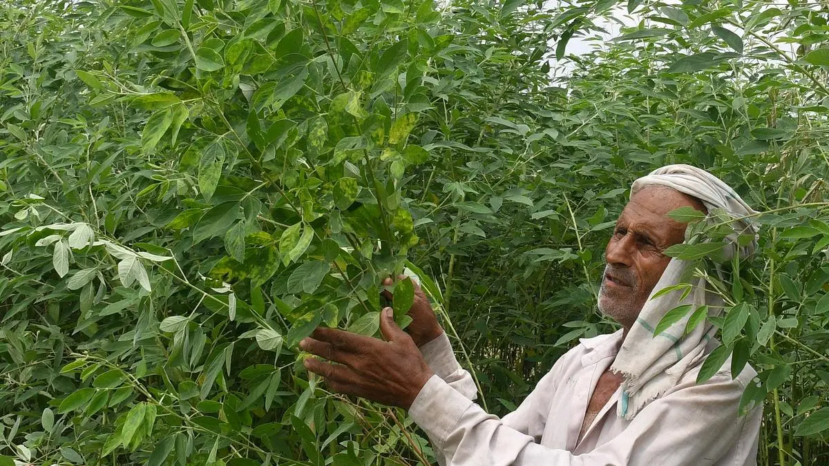 Breakthrough in pigeon pea research: New gene fights destructive disease