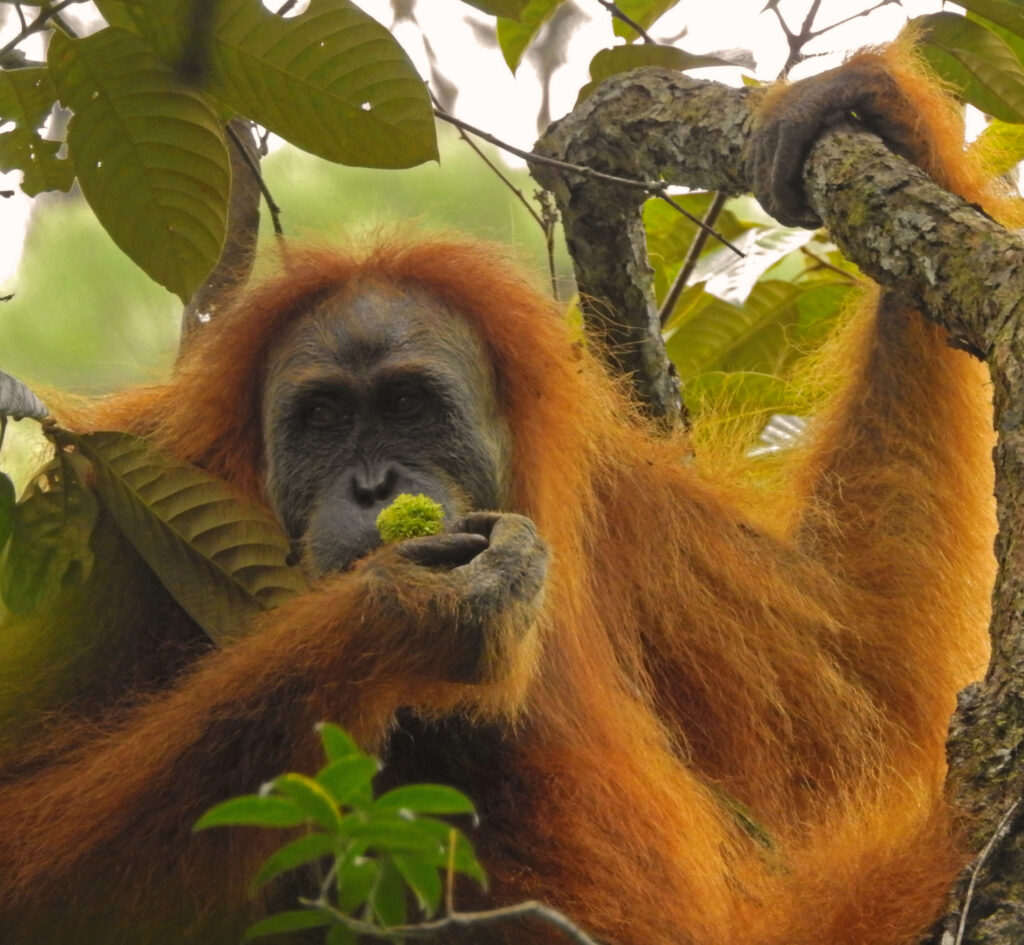 A female Tapanuli orangutan. Credit: Yayasan Ekosistem Lestari and Sumatran Orangutan Conservation Programme