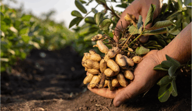 Hardier nuts: Mars investing in resistant legumes