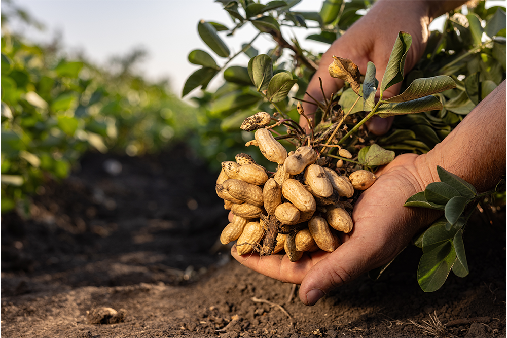 Hardier nuts: Mars investing in resistant legumes