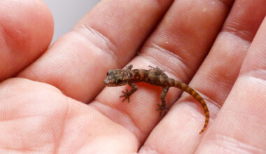 How a gecko species defied extinction on a Galápagos island