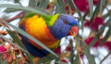 ‘Sex reversal’ might be more common in birds than we thought
